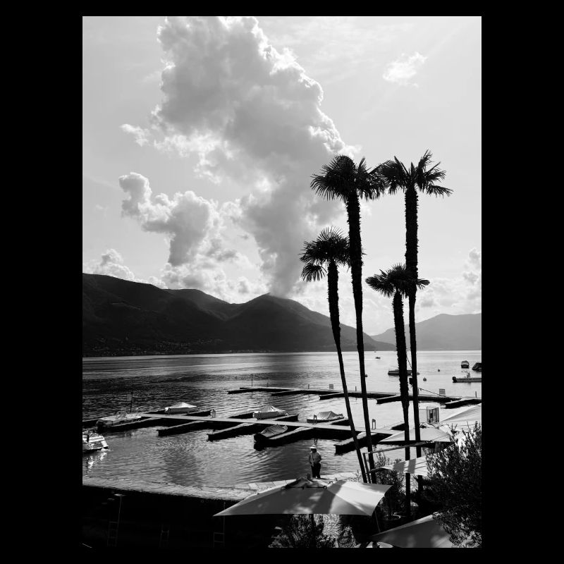 Black and white palm trees by the lake