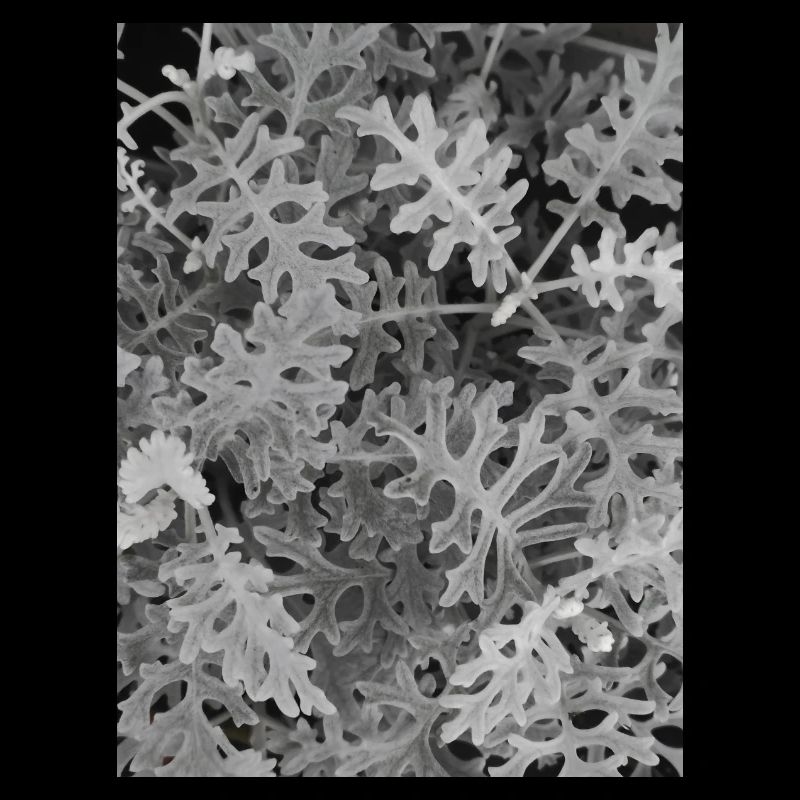 Cinéraire maritime Silver — Noir et blanc