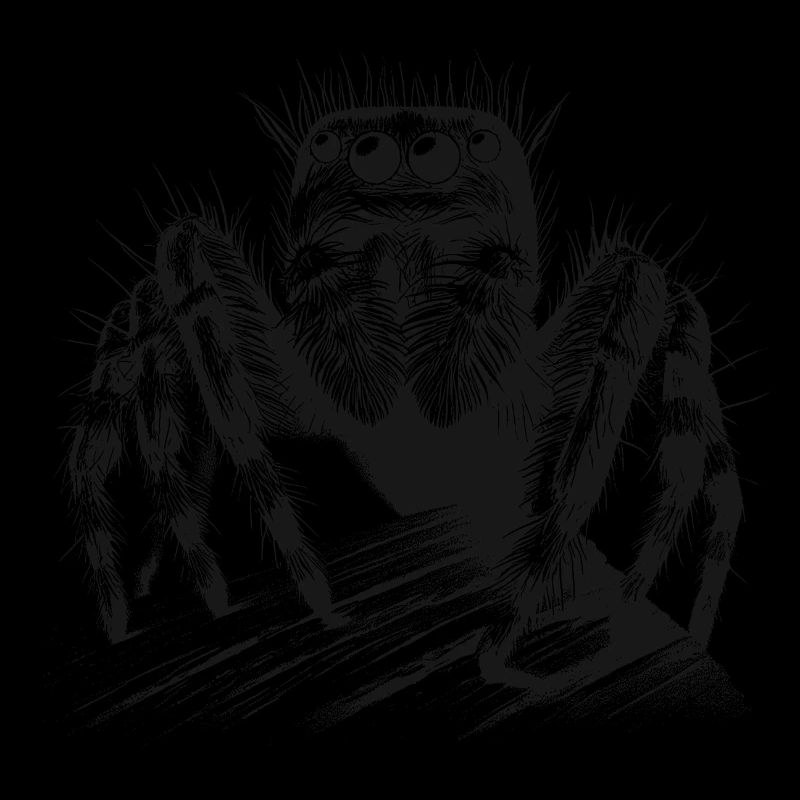 Jumping spider