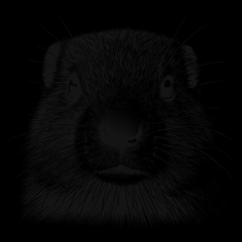 Marmotte