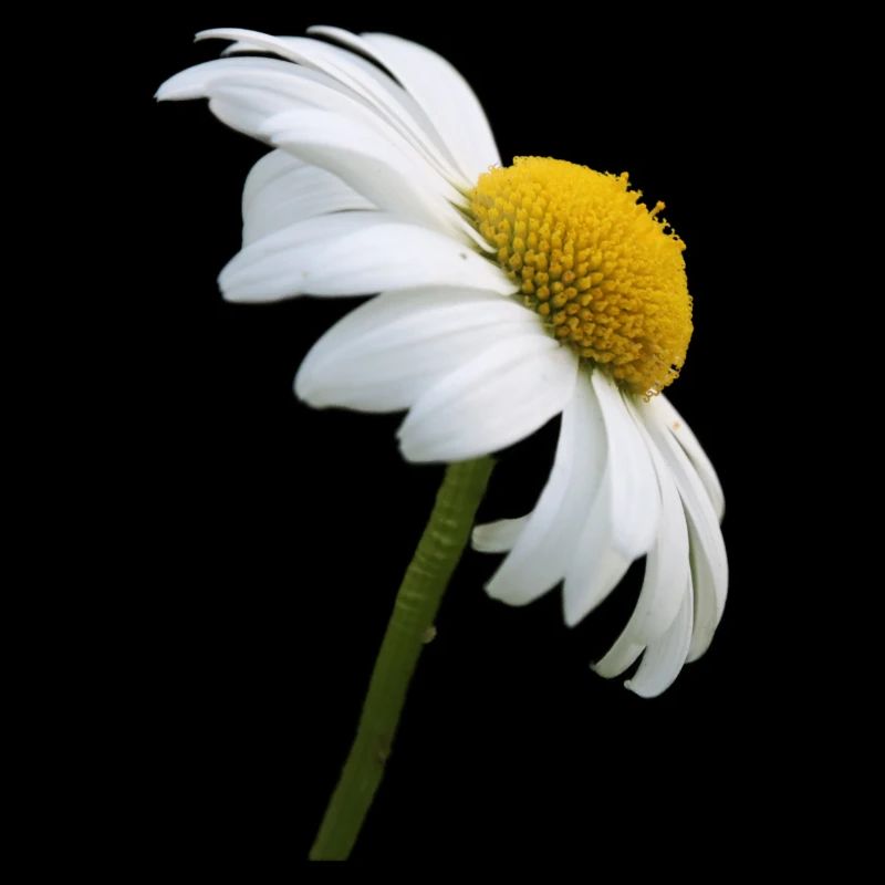 Margerite Gänseblume