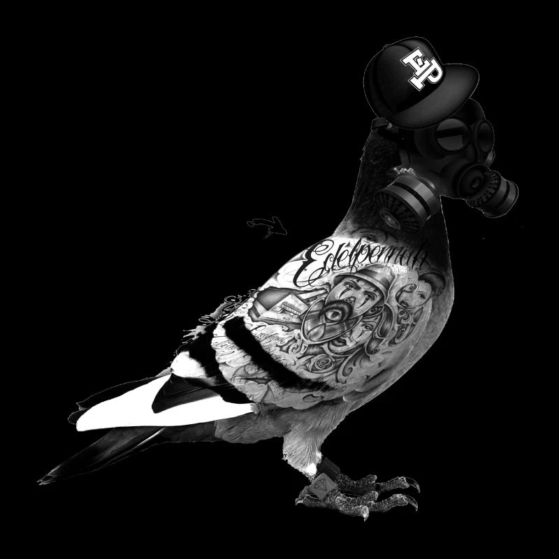Pigeon