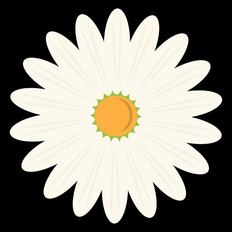 Floraison des marguerites