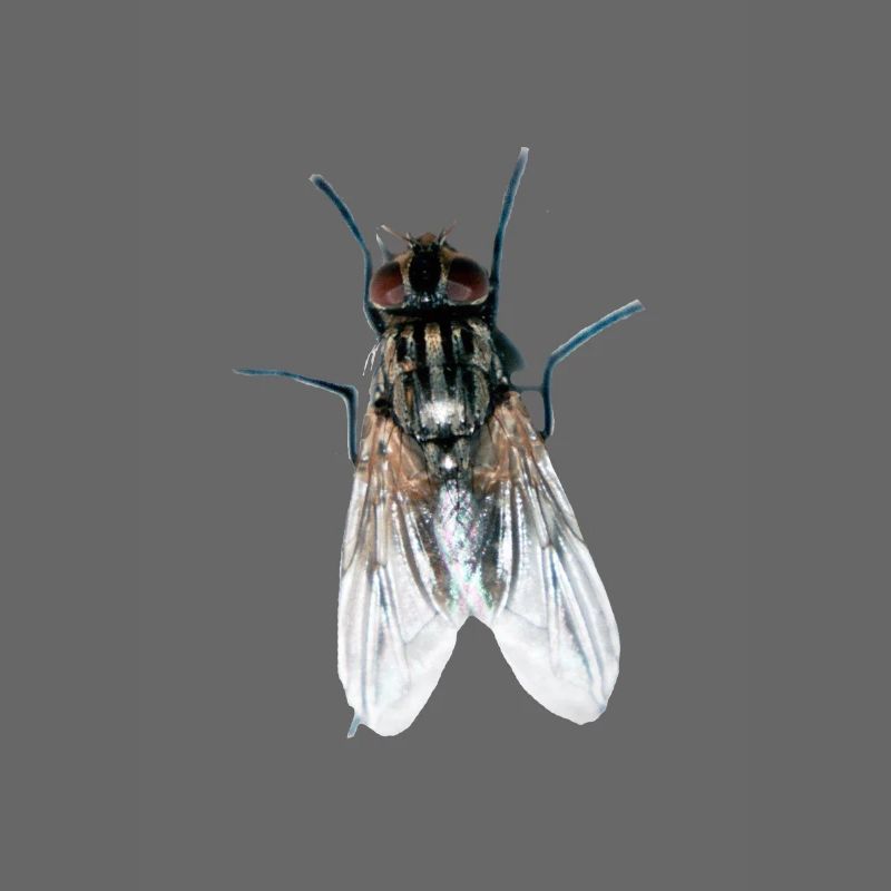 fliege
