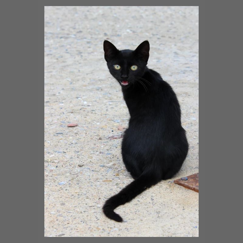 Chat noir