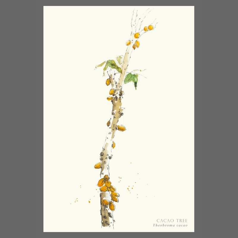Cacao Tree Theobroma Cacao Watercolor Drawing Poste