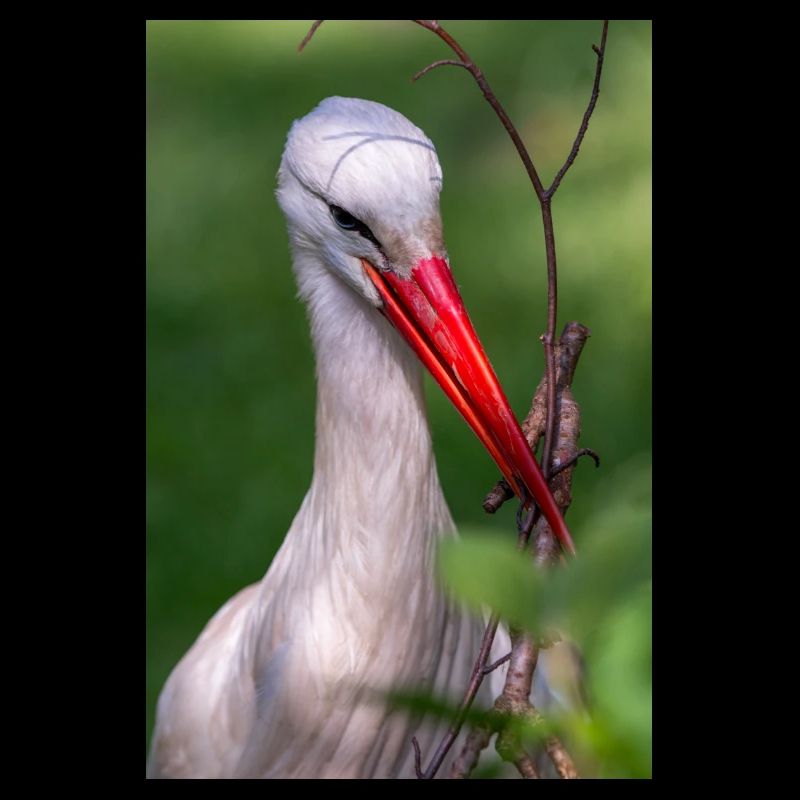 Weißstorch oder Klapperstorch