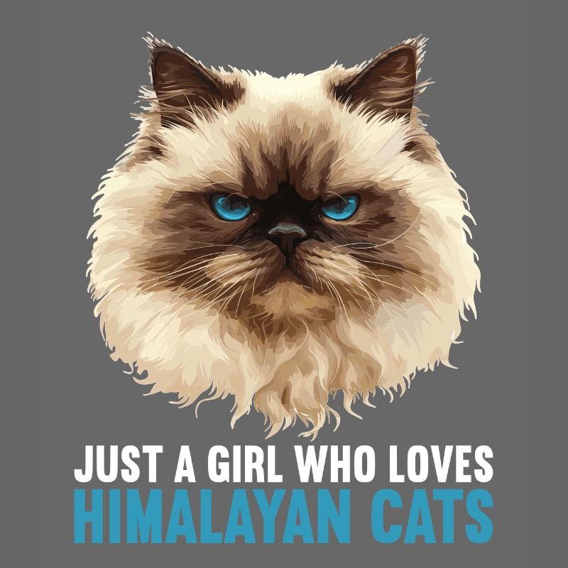 Himalayan Cat Colourpoint Katze
