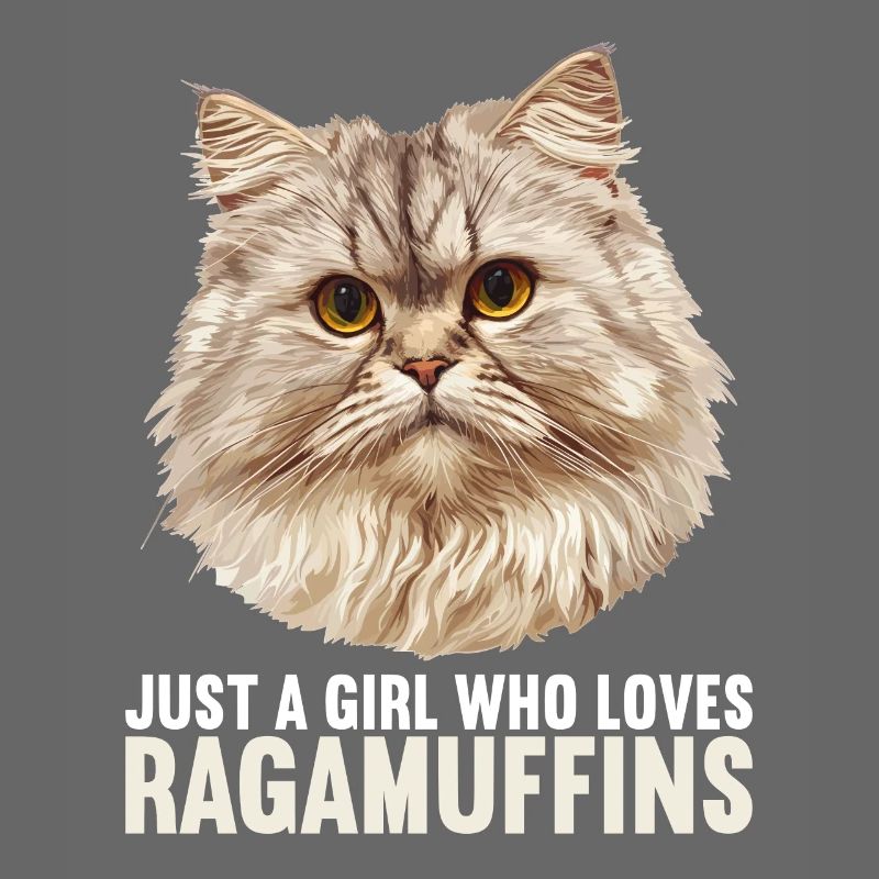 Ragamuffin Kätzchen Ragamuffin Katze