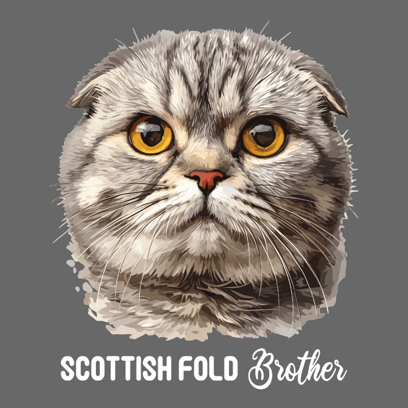 Scottish Fold Kätzchen Scottish Fold Katze