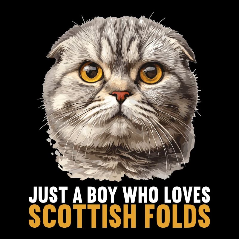 Scottish Fold Kätzchen Scottish Fold Katze