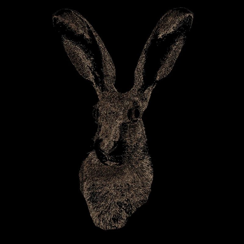Hase