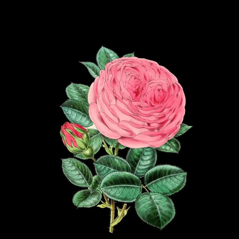 Roses Plant