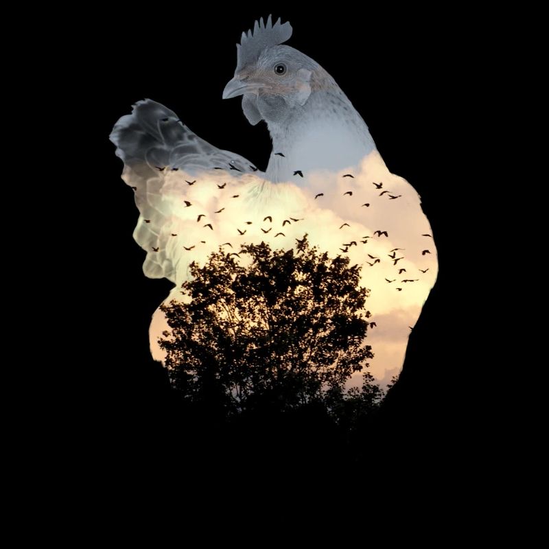 chicken
