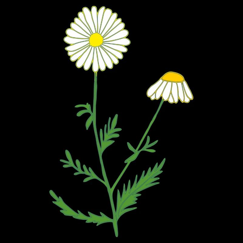 camomile