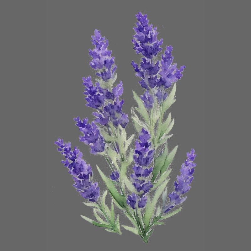 Lavendel
