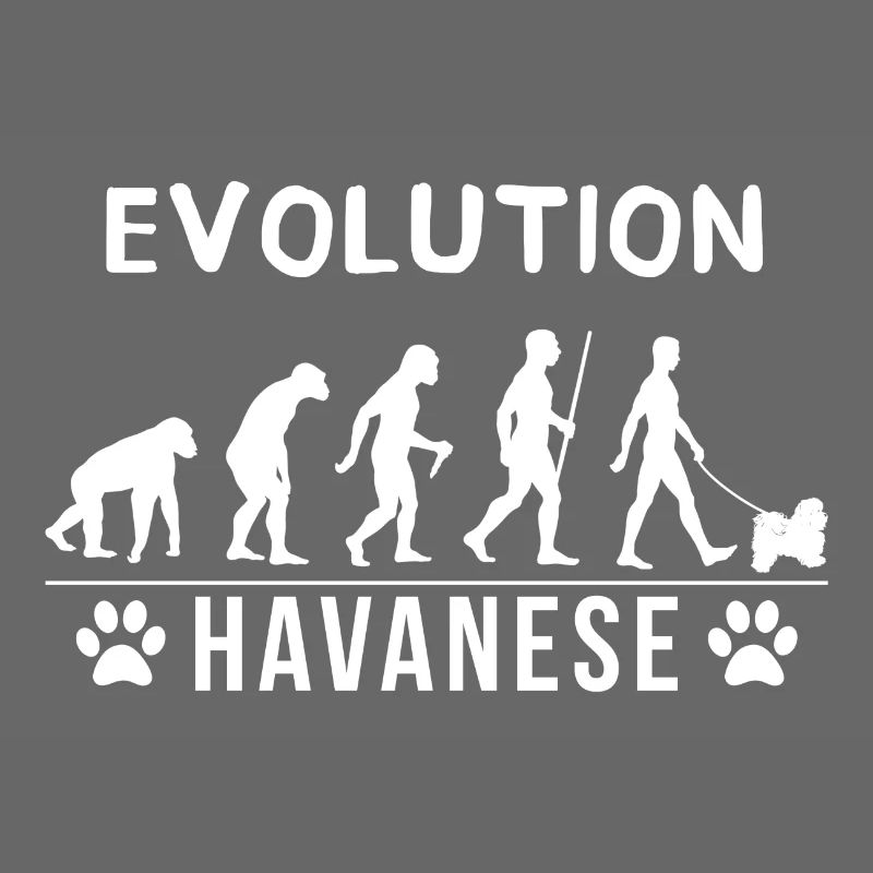 évolution havanais