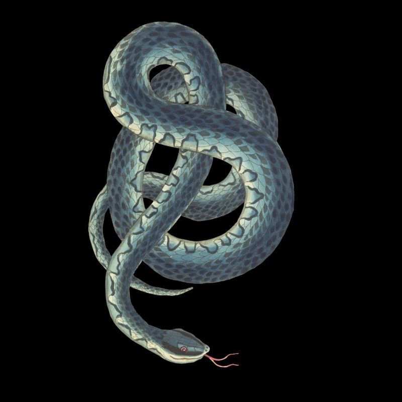 Snake