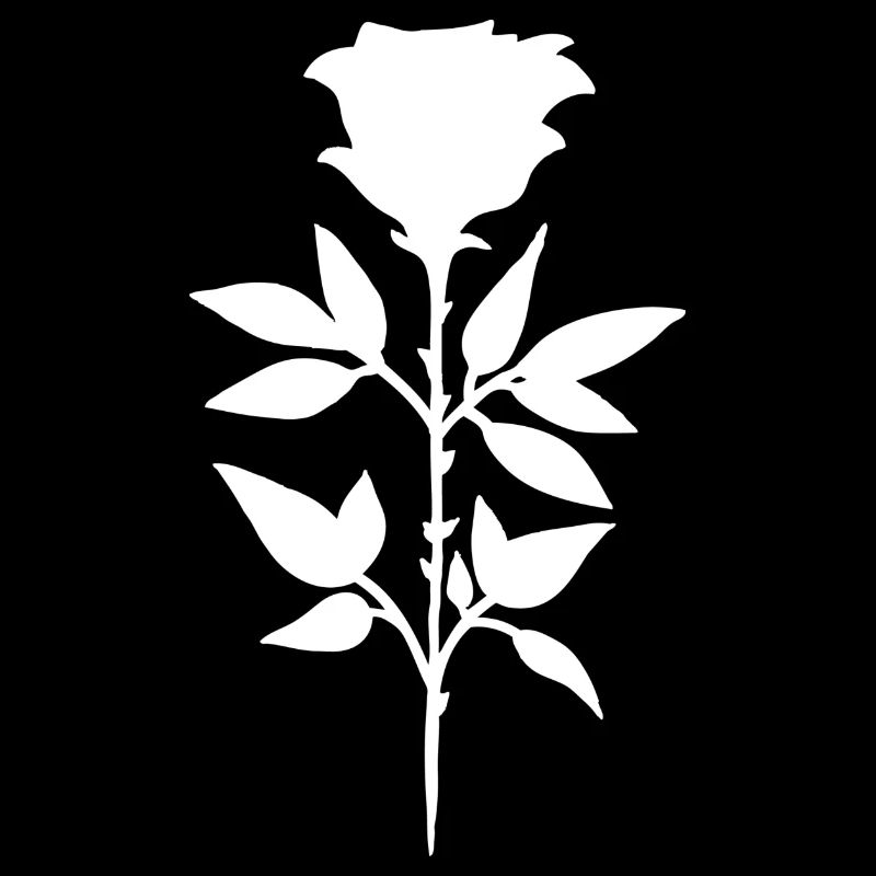 Rose blanche