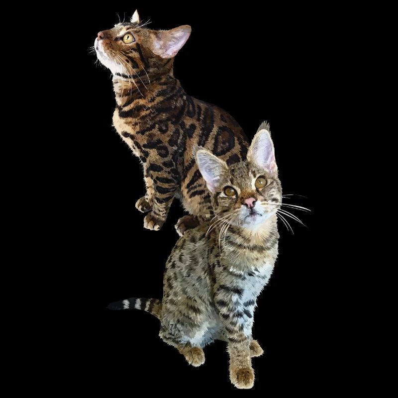 Tabby