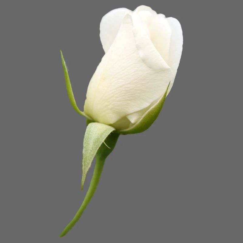 fleur blanche rose blanche