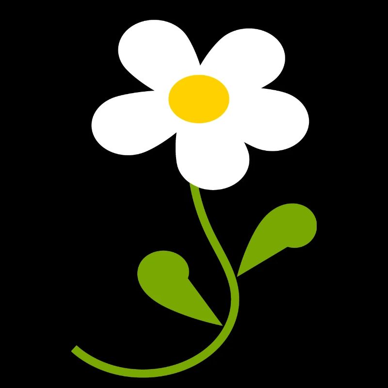 Fleur de marguerite blanche Fleurs blanches Fleurs blanches