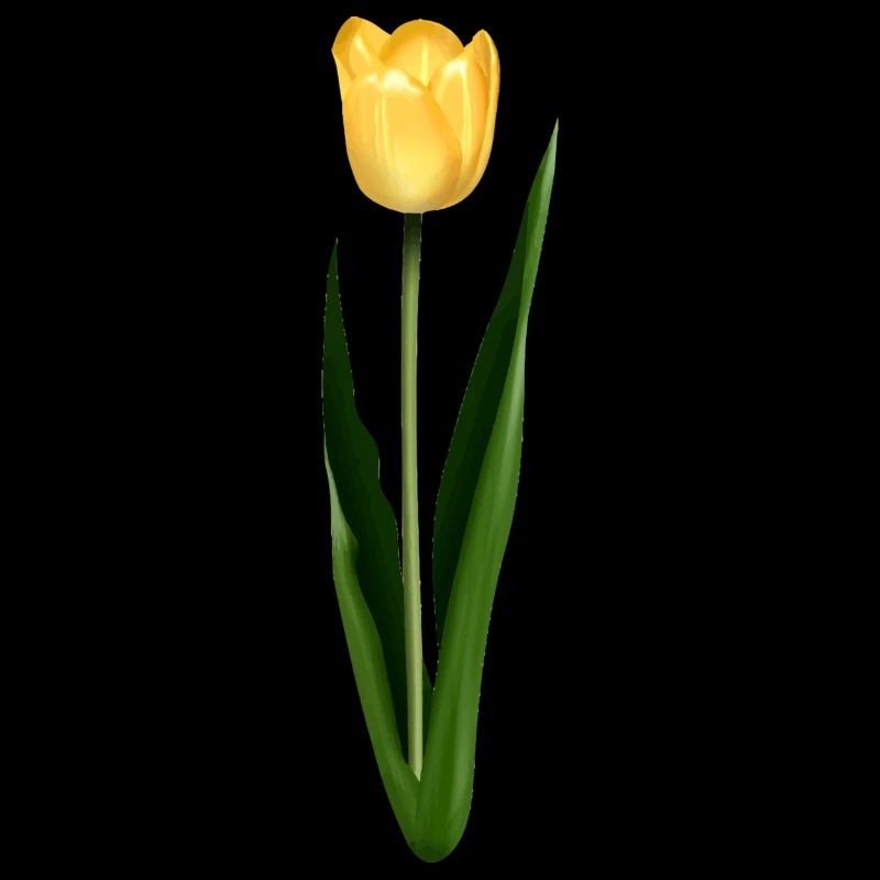 Gelbe Tulpe