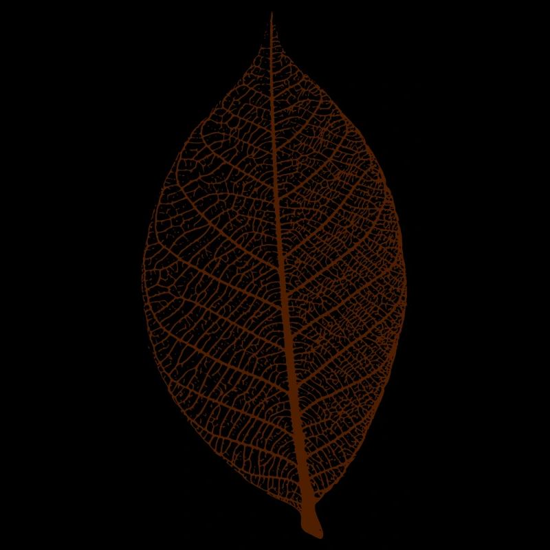 leaf tree forest skeleton pattern nerve love heart