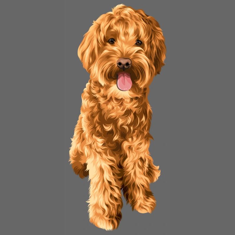 Goldendoodle Schnoodle