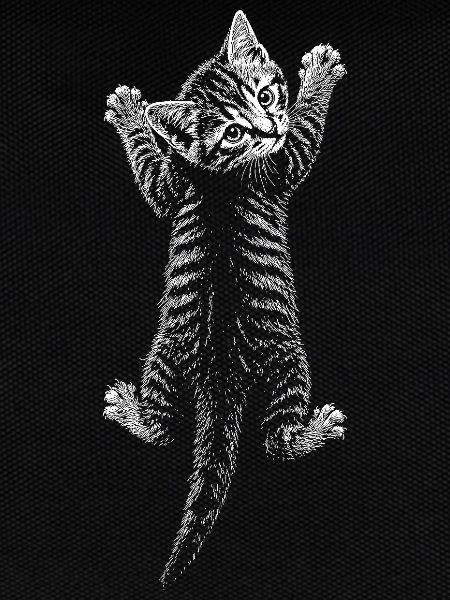 Kitten