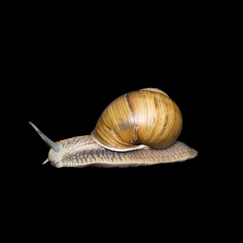 Schnecke brown