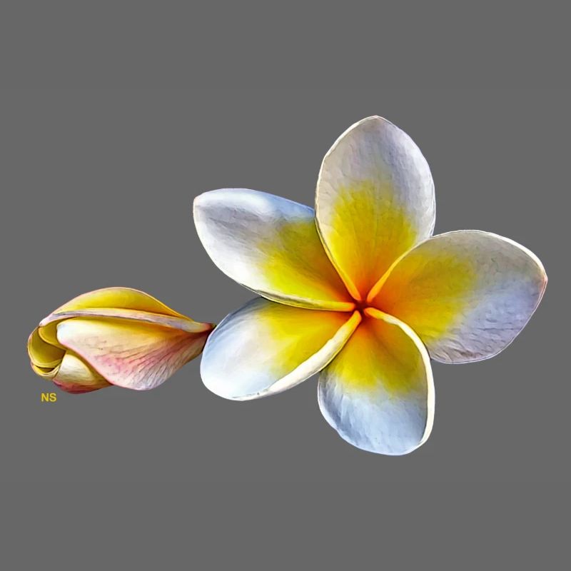 Weisse plumeria oder Frangipani Blume