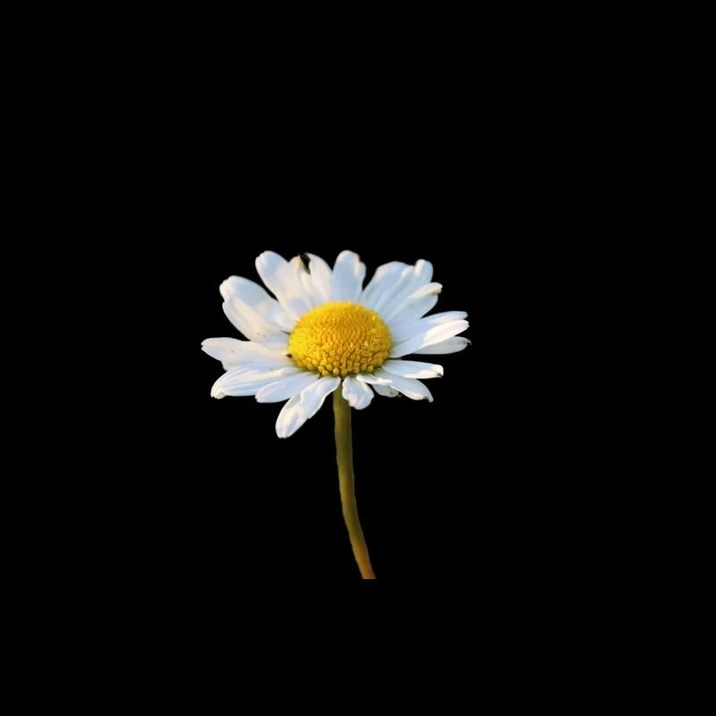 Margeriten Margerite Gänseblümchen