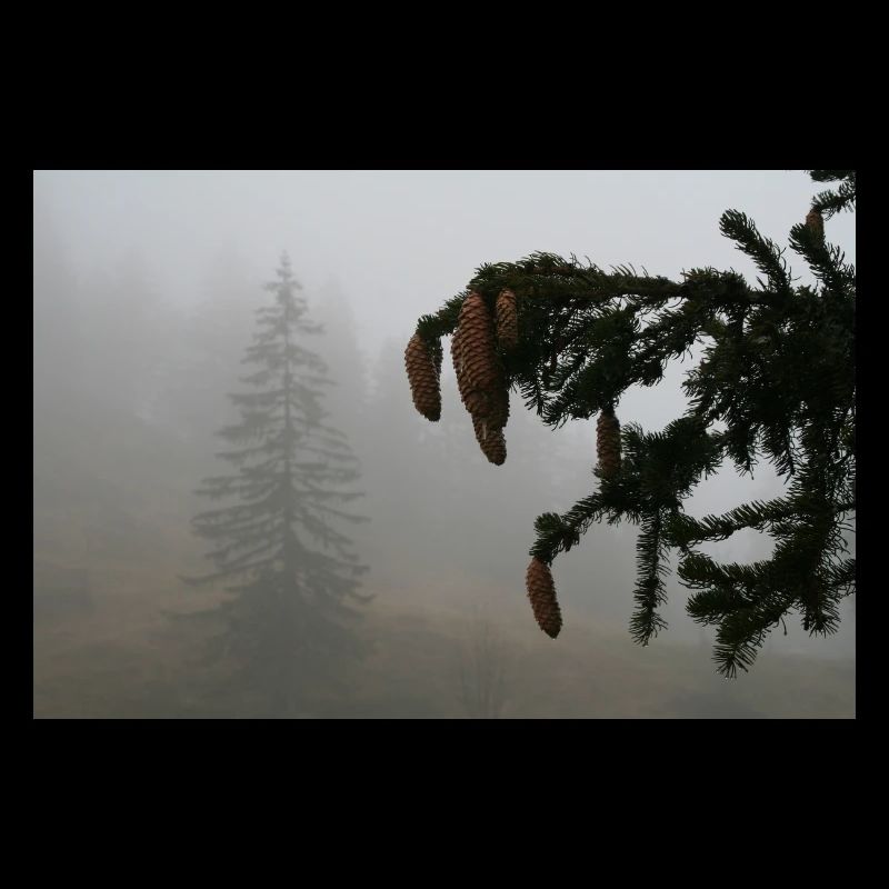 Magie du cône de la forêt nuageuse / Feldberg