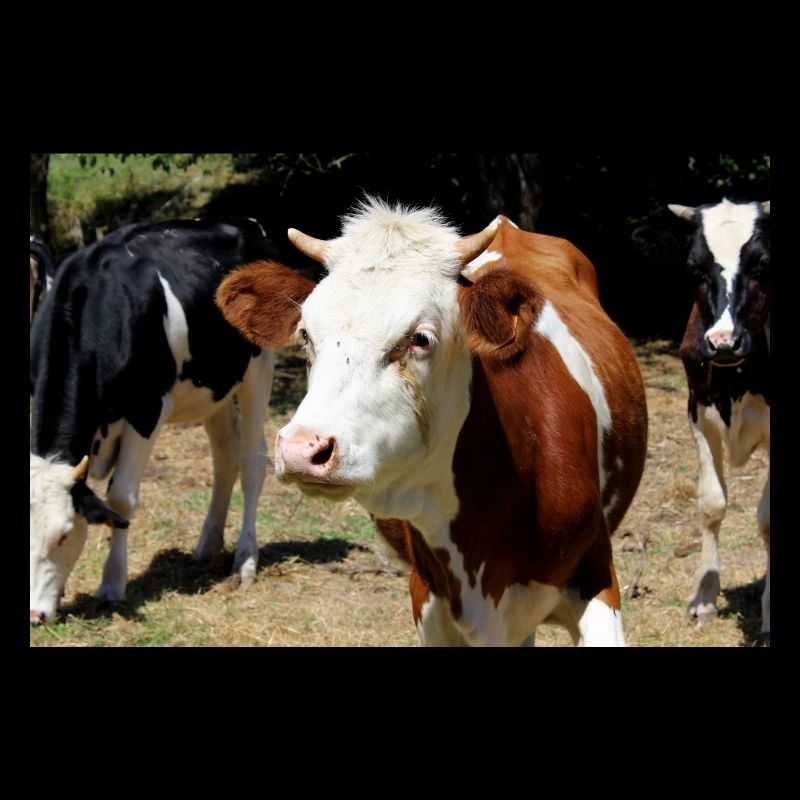 Cow Poster