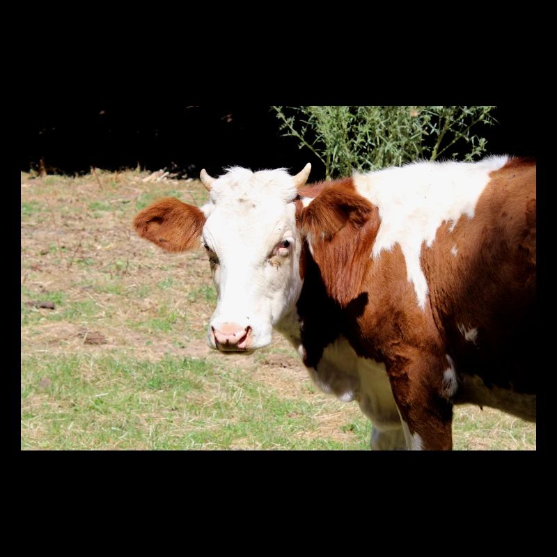 Cow Poster