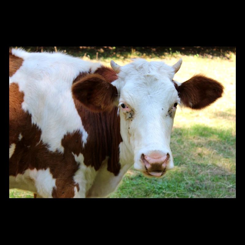 Cow Poster