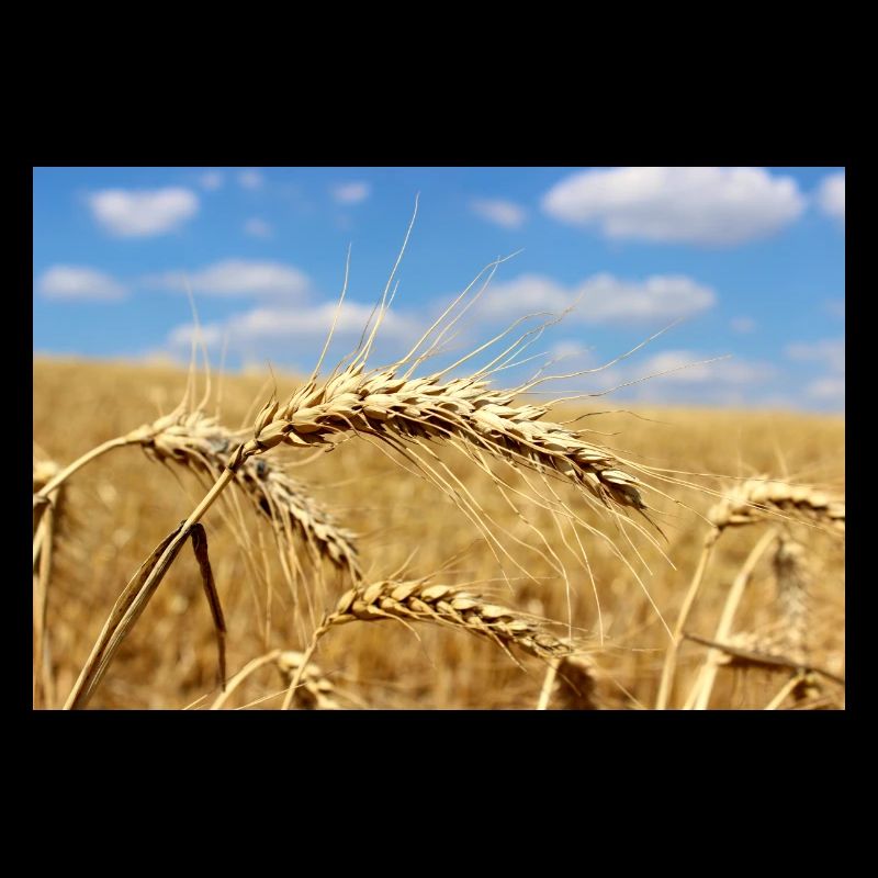 Agriculture Cornfield Landscape