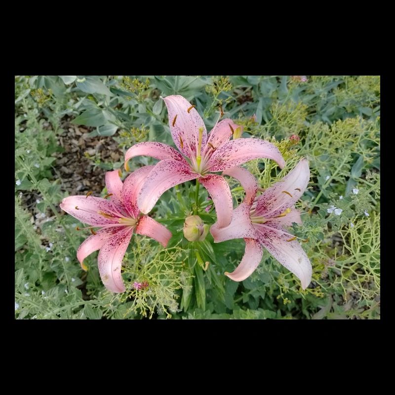 Pink Lily Blossom