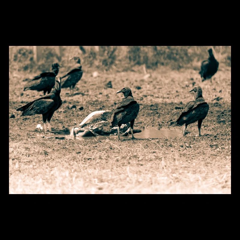 Vultures