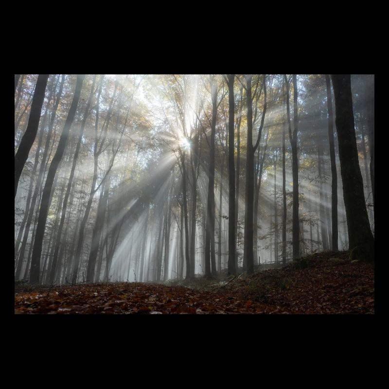 L’éclat de la forêt
