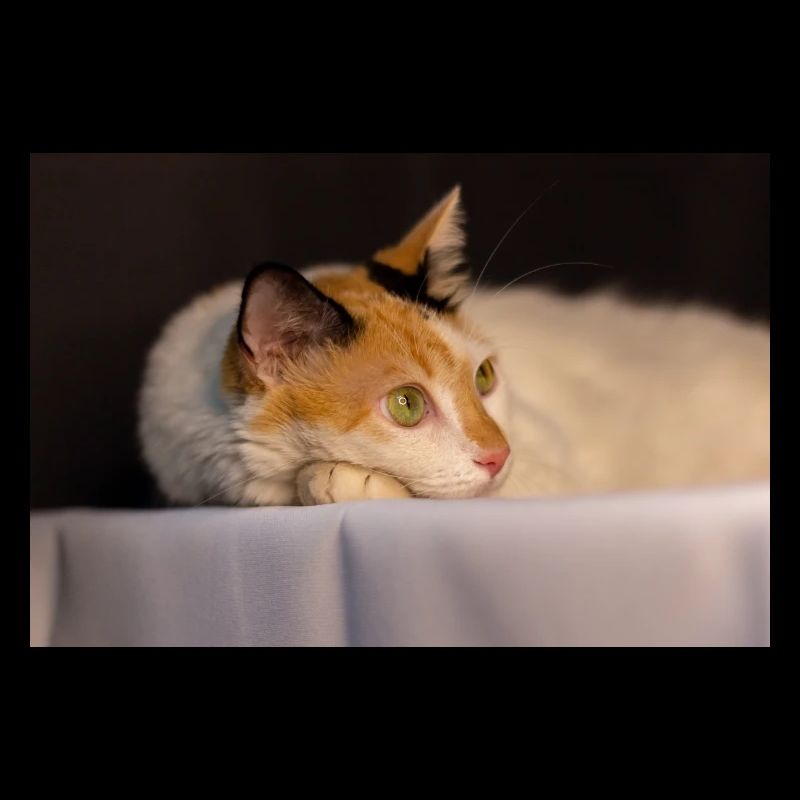Die Katze