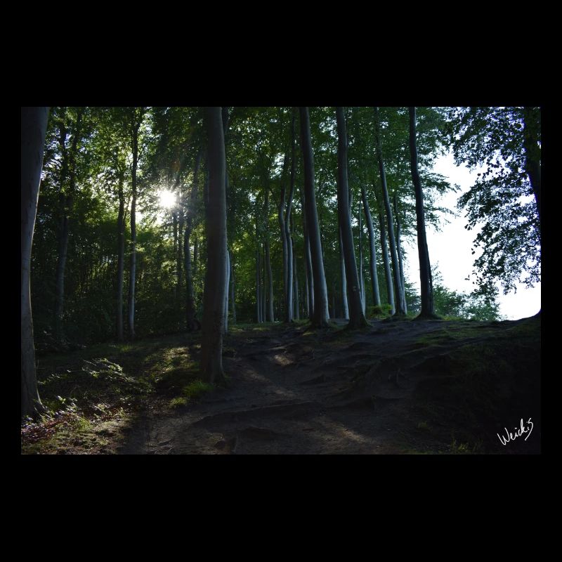 Murmures de la forêt