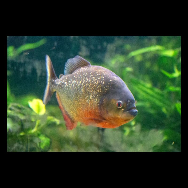 Piranha fish silver red Sharp teeth