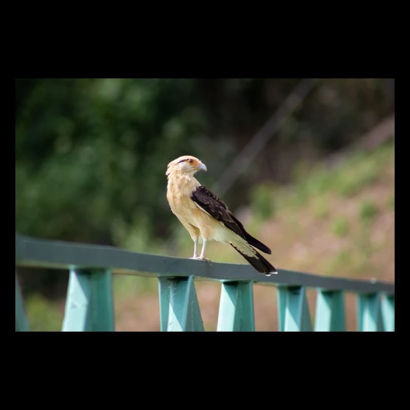 le petit aigle