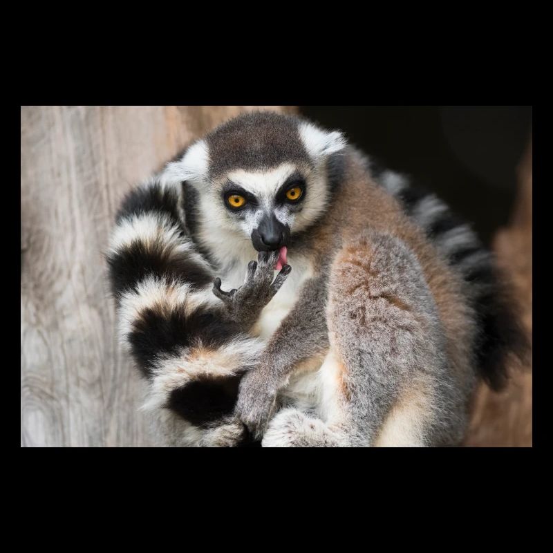 Lémurien au regard doré et queue rayée