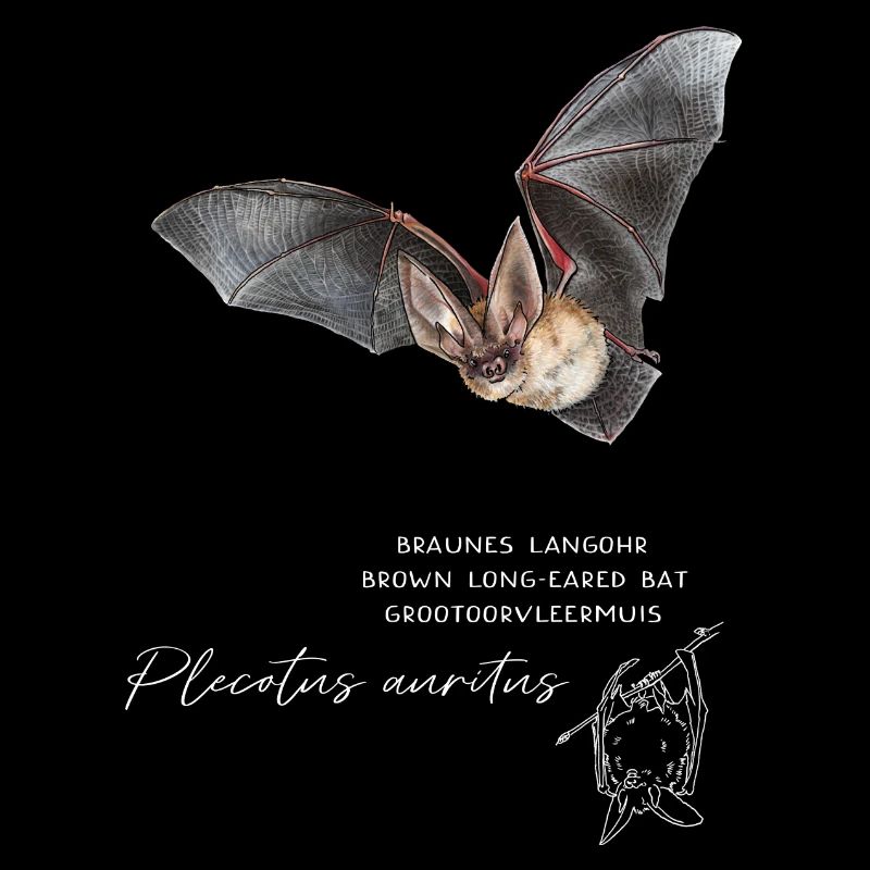 Brown Long-eared Bat