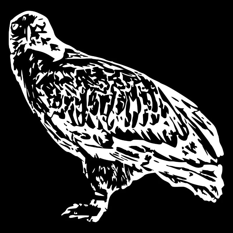 Peregrine falcon falcon bird predator falcon