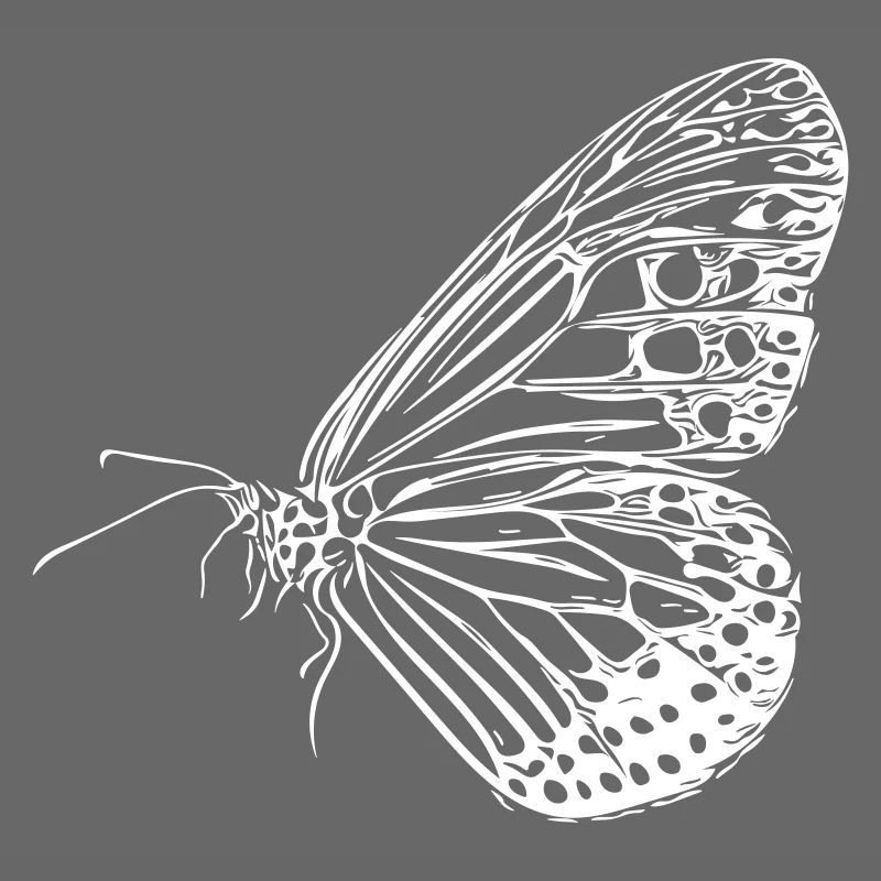 butterfly