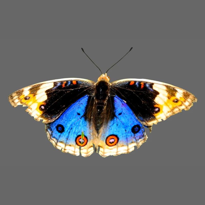 fleurs papillon papillon fleurs